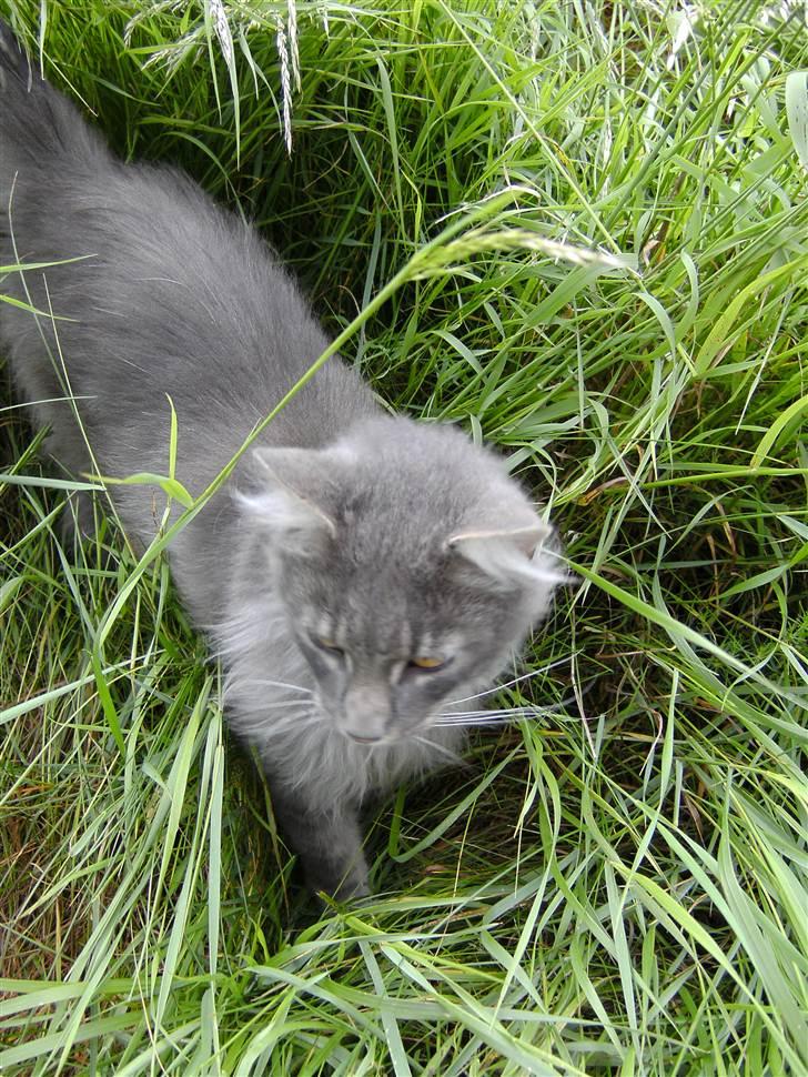 Maine Coon Killing billede 5