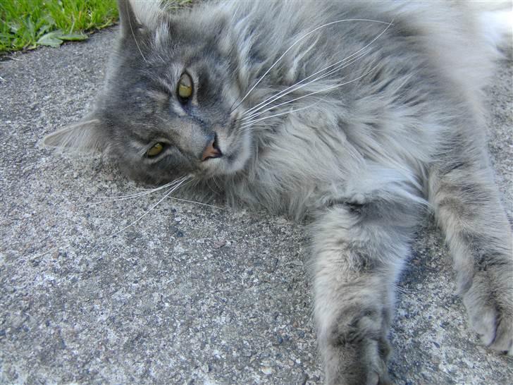 Maine Coon Killing billede 6