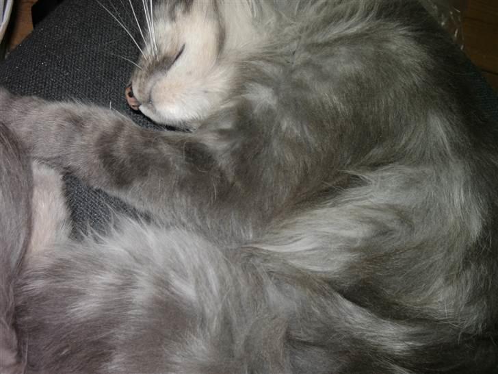 Maine Coon Killing billede 7