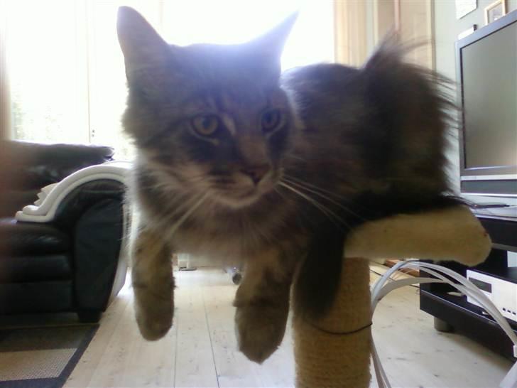 Maine Coon Killing billede 8