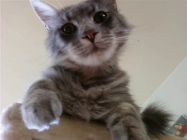 Maine Coon Killing billede 9