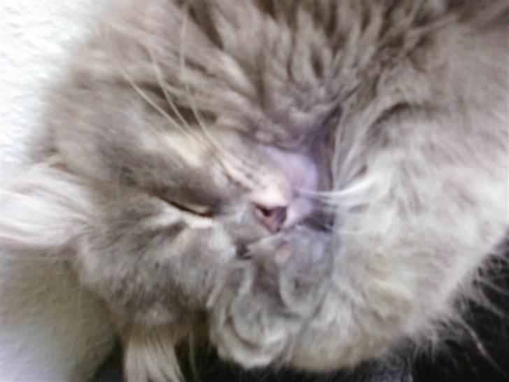 Maine Coon Killing billede 10