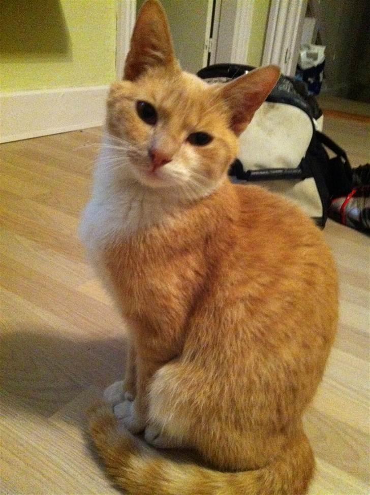 Huskat Toulouse billede 1