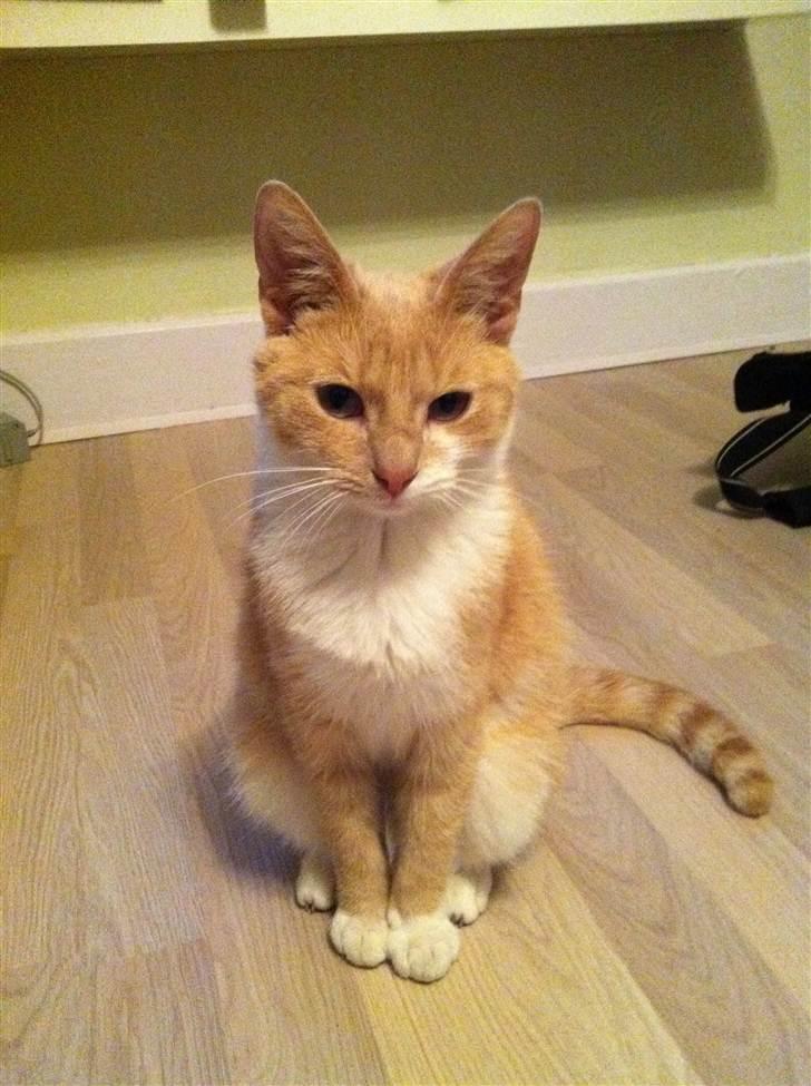 Huskat Toulouse billede 2