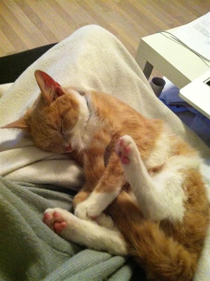 Huskat Toulouse billede 3