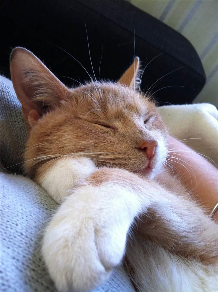 Huskat Toulouse billede 4