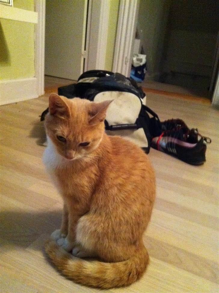 Huskat Toulouse billede 5