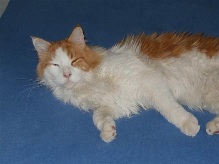 Maine Coon Napalomas Bodyguard (Bob) - R.I.P. - Dette er Lasses gode seng. billede 1