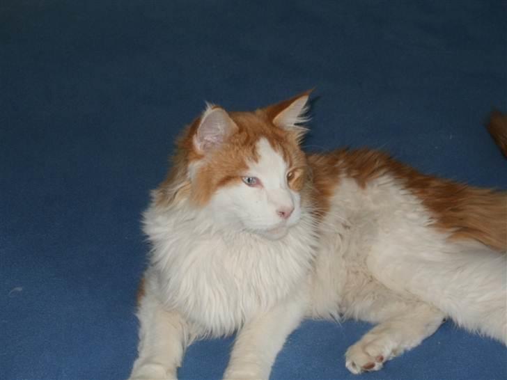 Maine Coon Napalomas Bodyguard (Bob) - R.I.P. billede 2