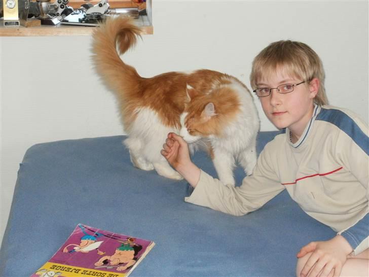 Maine Coon Napalomas Bodyguard (Bob) - R.I.P. - Jeg er ret glad for Lasse billede 3