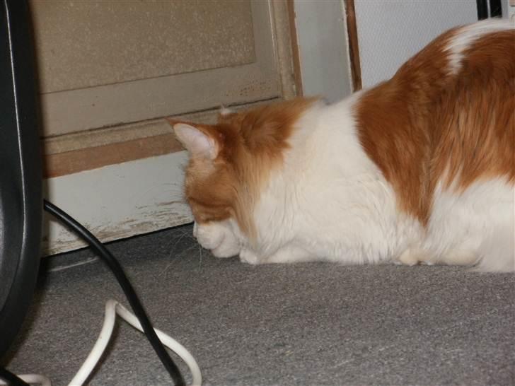 Maine Coon Napalomas Bodyguard (Bob) - R.I.P. - Hvor mon Lasse gemmer sig? billede 4