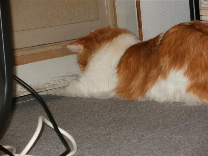 Maine Coon Napalomas Bodyguard (Bob) - R.I.P. - Jeg kan godt nå dig Lasse. billede 5