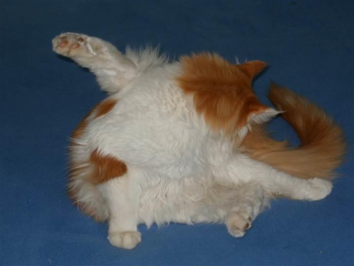 Maine Coon Napalomas Bodyguard (Bob) - R.I.P. - Storvask billede 6