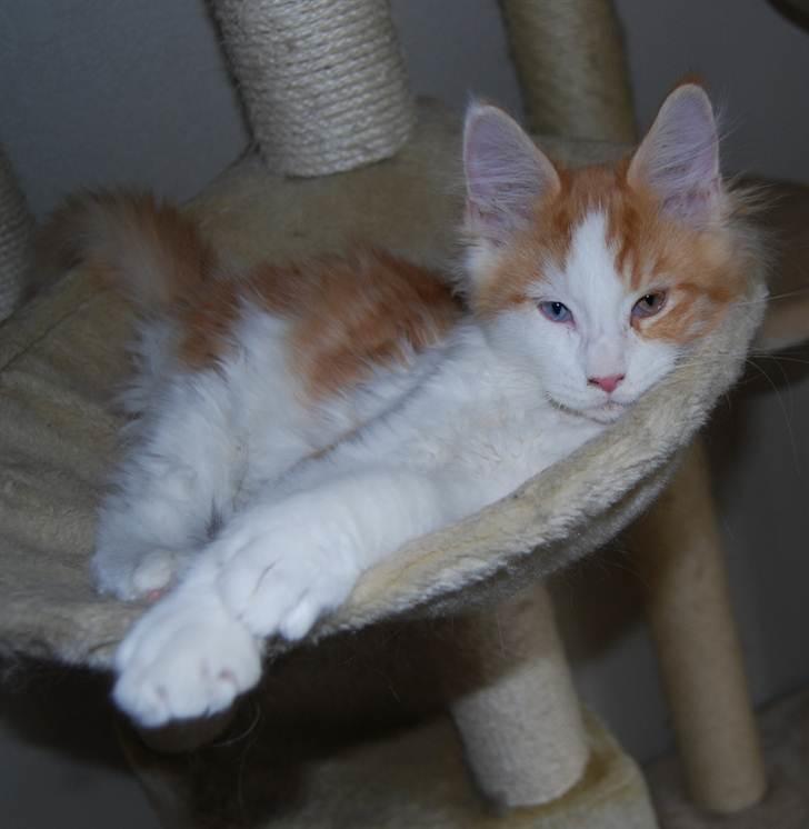 Maine Coon Napalomas Bodyguard (Bob) - R.I.P. - Den gang jeg var lille. billede 7