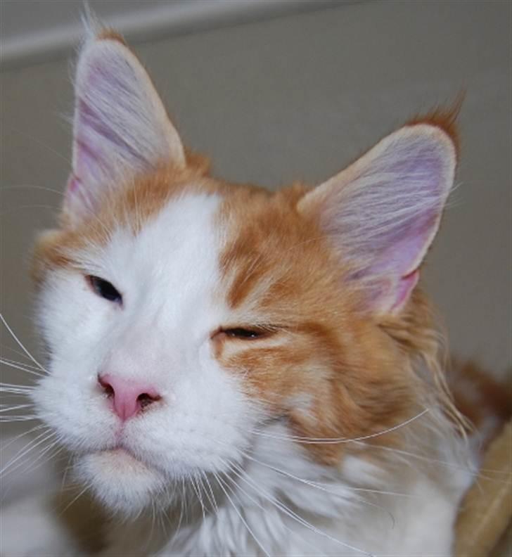 Maine Coon Napalomas Bodyguard (Bob) - R.I.P. - Jeg synes selv, jeg ligner en løve. billede 8