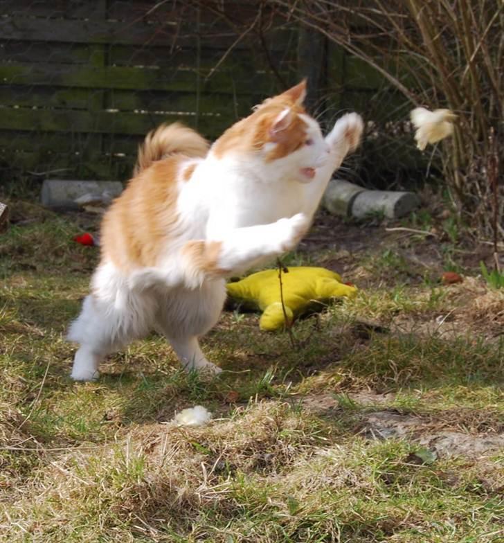 Maine Coon Napalomas Bodyguard (Bob) - R.I.P. - Jeg  er også en dygtig jæger billede 9