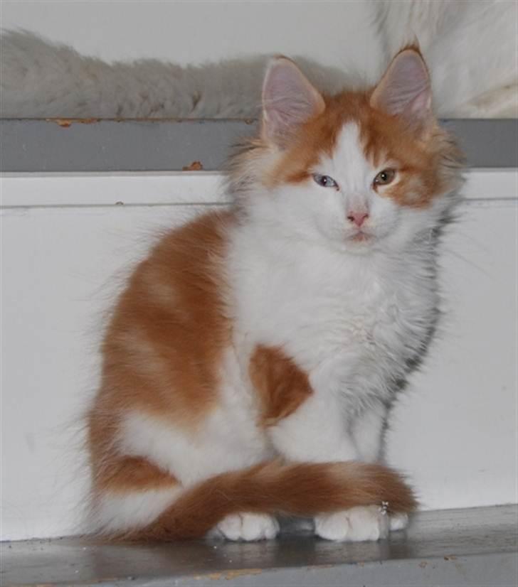 Maine Coon Napalomas Bodyguard (Bob) - R.I.P. - Den gang jeg var meget lille. billede 10