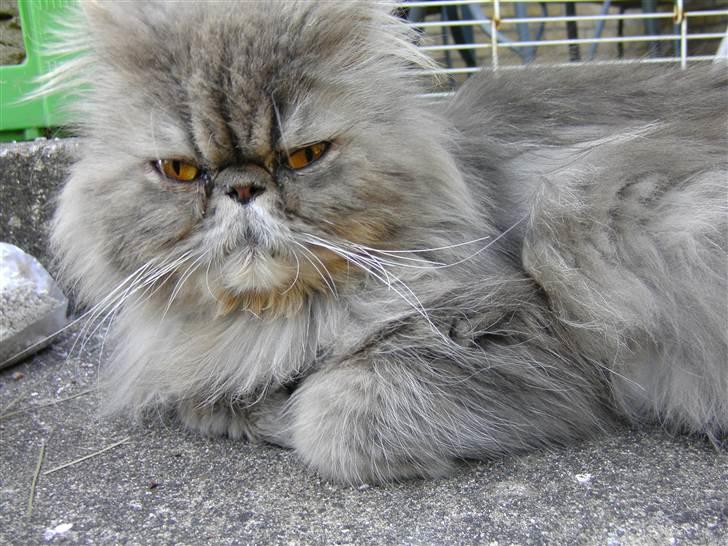 Perser Pjuske R.I.P! billede 6