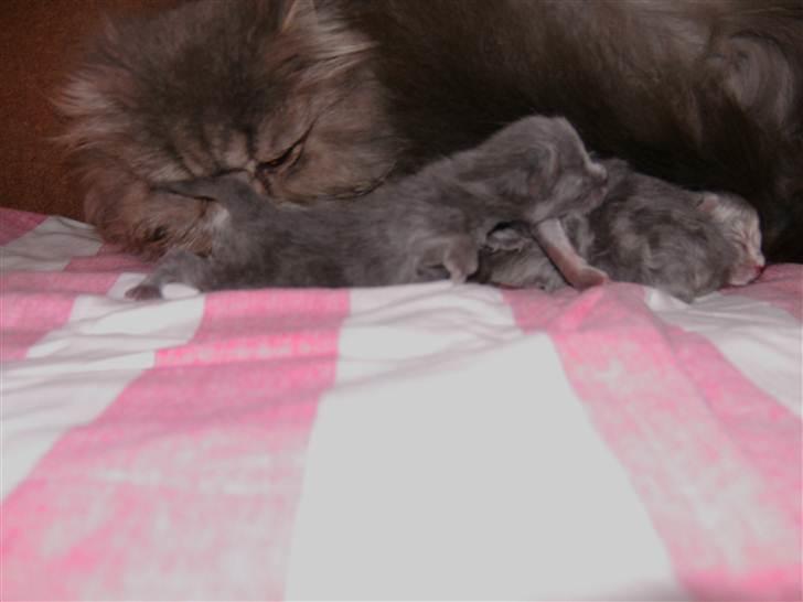 Perser Pjuske R.I.P! billede 7