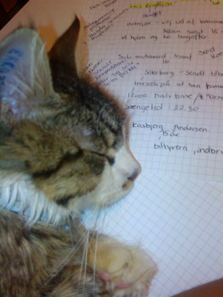 Blanding af racer Wormie billede 8