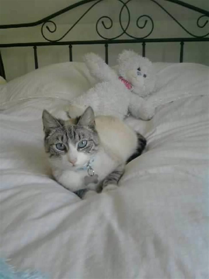 Huskat <3 Princess <3  billede 6