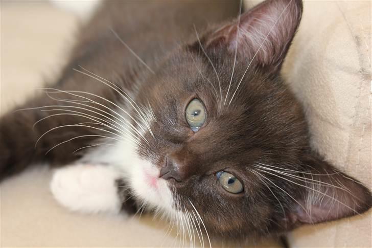 Huskat Bastian - Bastian der ligger og hygger i sofaen billede 1