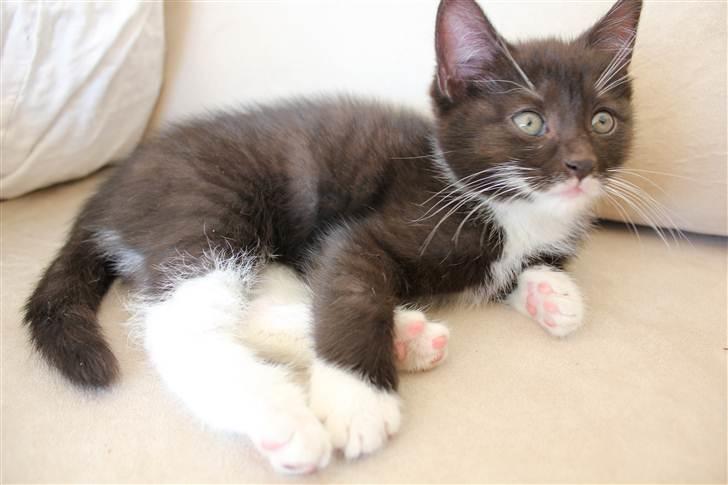 Huskat Bastian - Mere sofa hygge billede 2