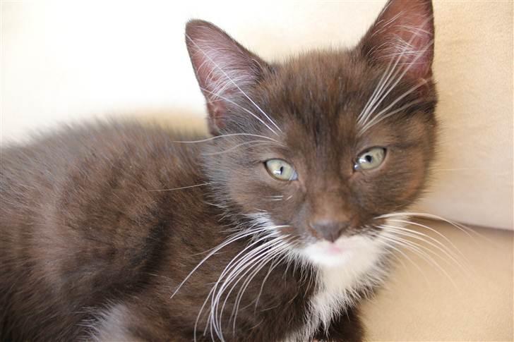 Huskat Bastian - Hej derude billede 3