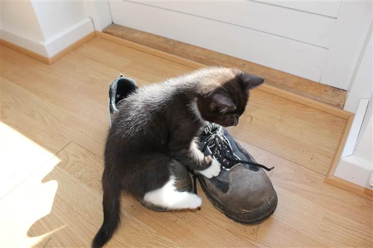 Huskat Bastian - Åhhh de dejlige snørrebånd billede 4