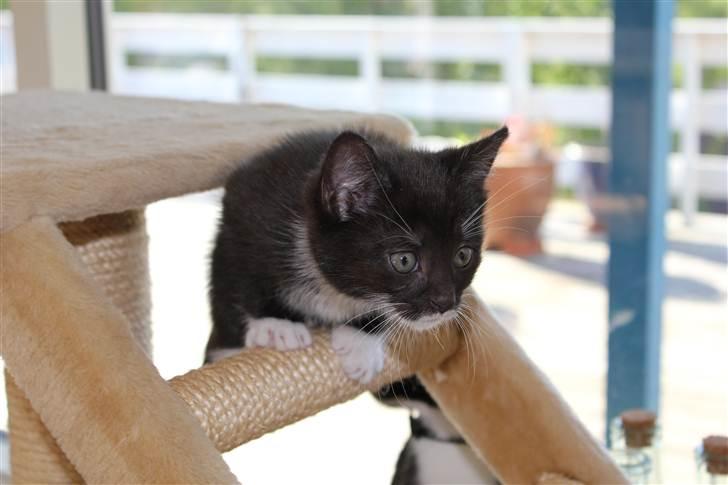 Huskat Bastian - Jeg er den farligste tigermis i huset her! Jeg beskytter jer! billede 5