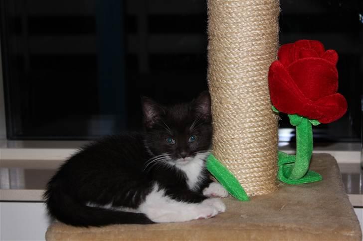 Huskat Bastian - Bassen der hygger på klatretræet billede 6