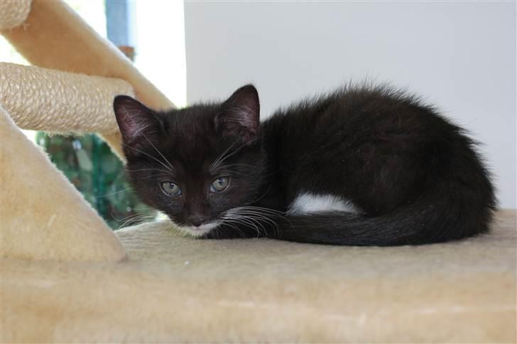 Huskat Bastian - God eftermiddagslur billede 7