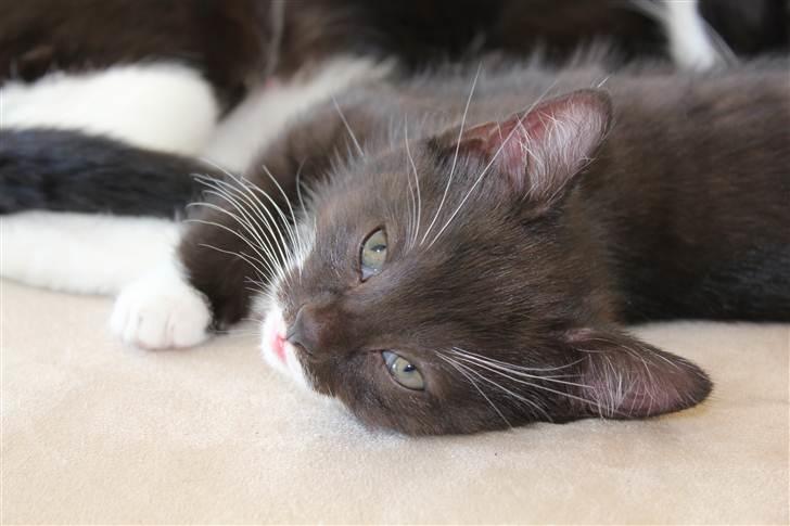 Huskat Bastian - Nat nat basse billede 8