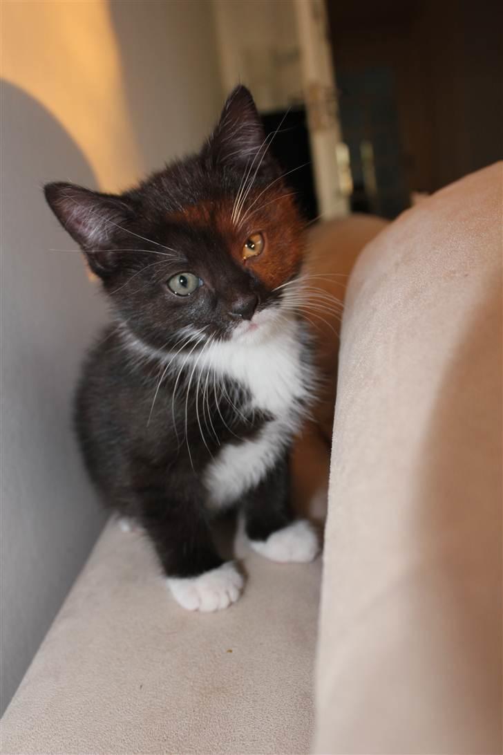 Huskat Bastian - Åhh den hårelastik der, puha den er indbydende! Jeg tar den gør jeg billede 9