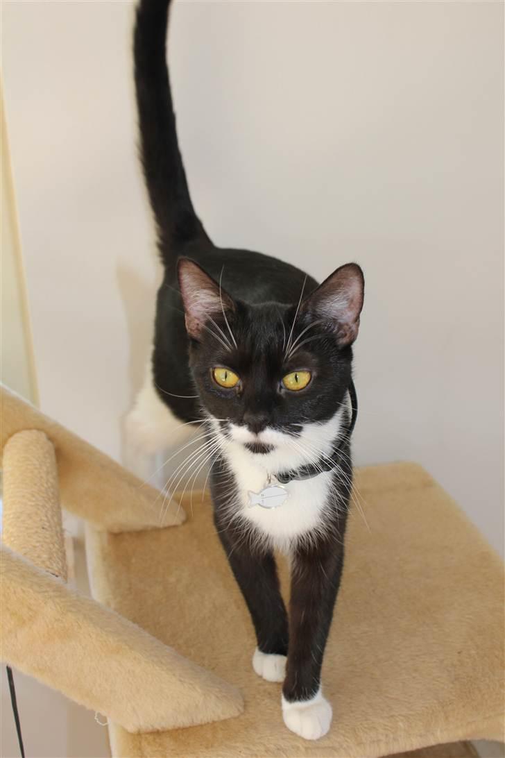 Blanding af racer Diva - Miss Diva billede 1