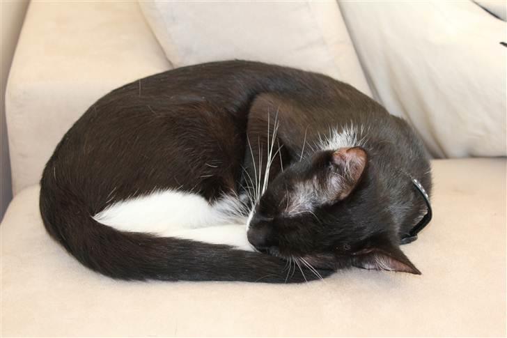 Blanding af racer Diva - En Diva har brug for sin skønhedssøvn billede 2