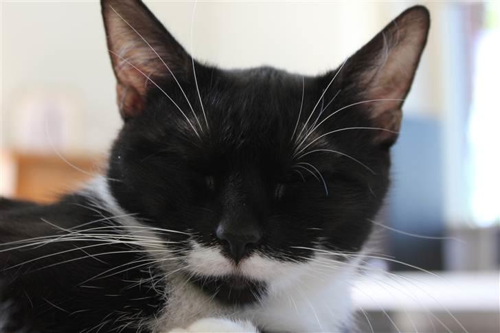 Blanding af racer Diva - Rævesøvn  billede 3