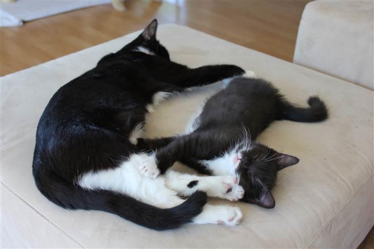 Blanding af racer Diva - Selv når vi sover passer vi på hinanden billede 4