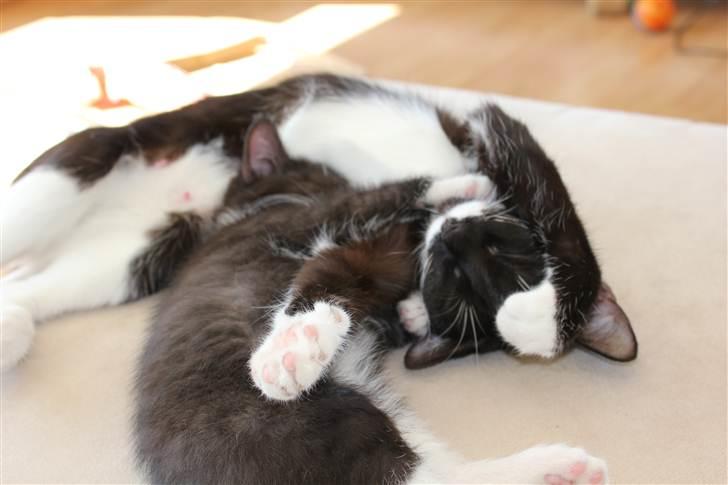 Blanding af racer Diva - Gad vide hvad Diva her tænker/drømmer billede 5