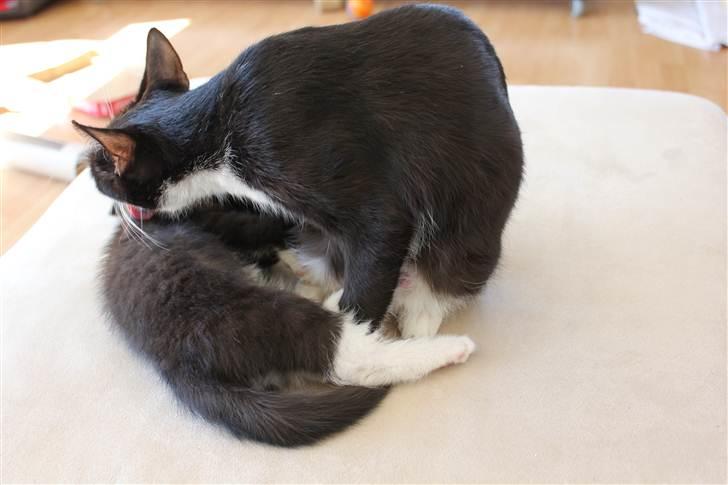 Blanding af racer Diva - Den dejlige missemor og Bassen billede 6