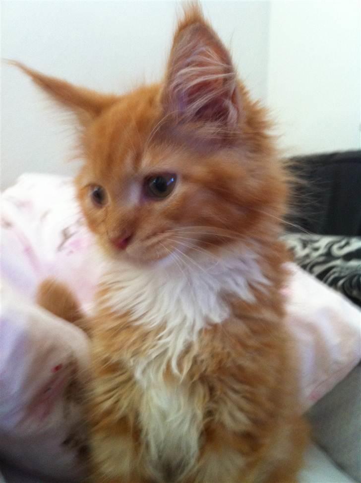 Maine Coon Napoleon billede 2