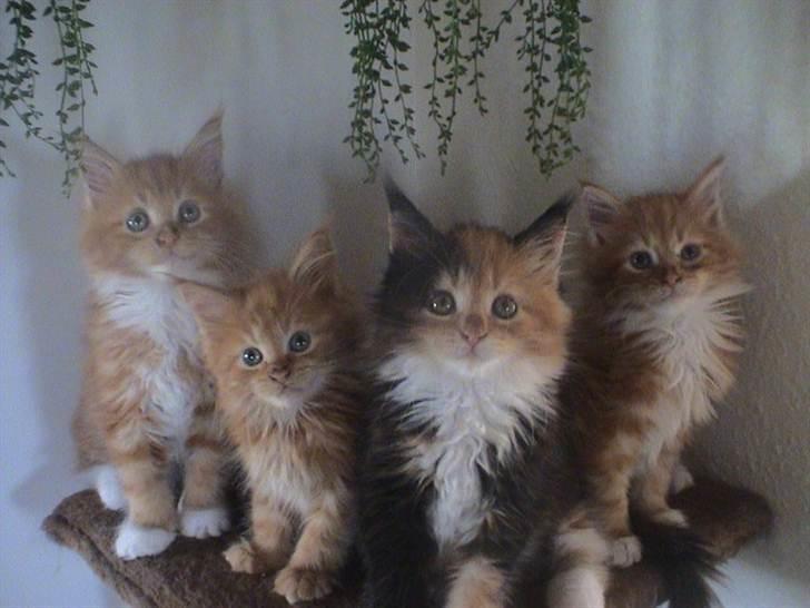 Maine Coon Napoleon - Her er han med sine søskende... (det er ham yderst til venstre) billede 3