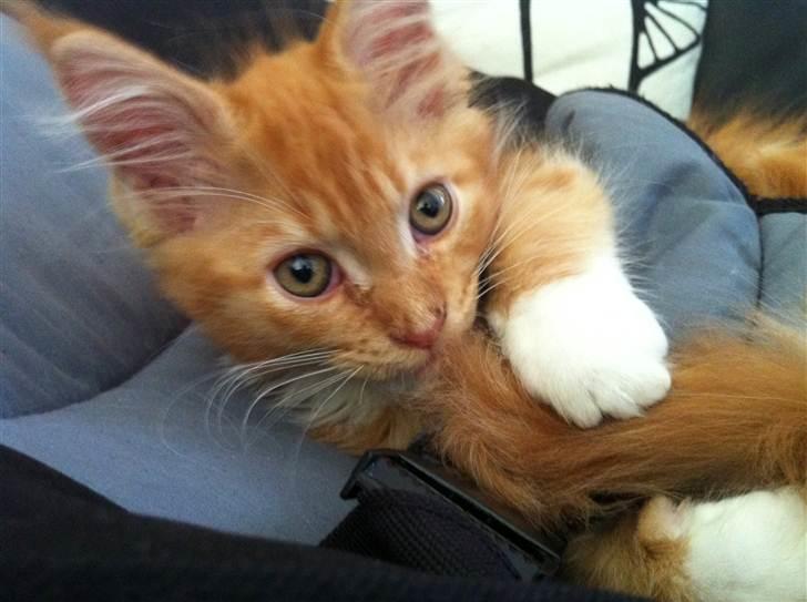 Maine Coon Napoleon billede 4