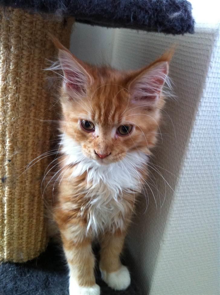 Maine Coon Napoleon billede 5