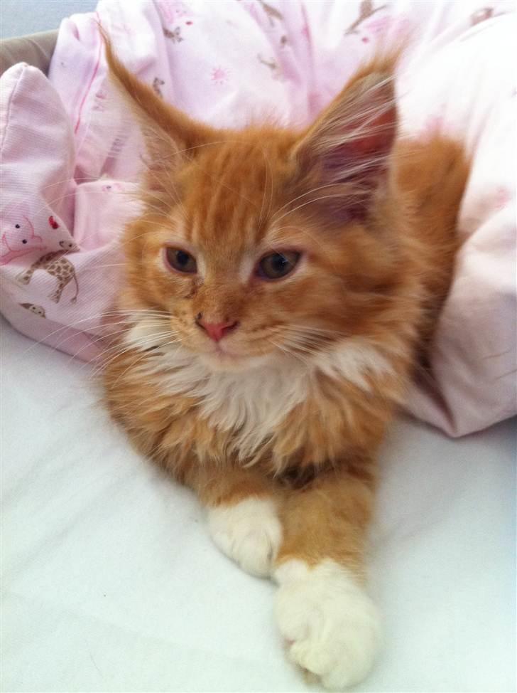 Maine Coon Napoleon billede 6