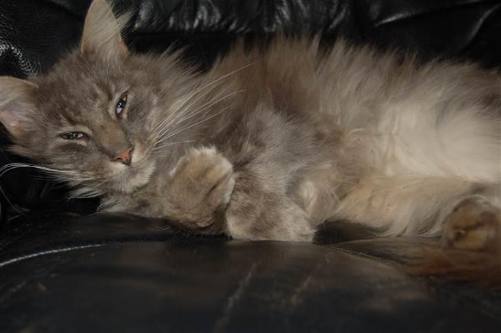 Maine Coon Killing billede 11