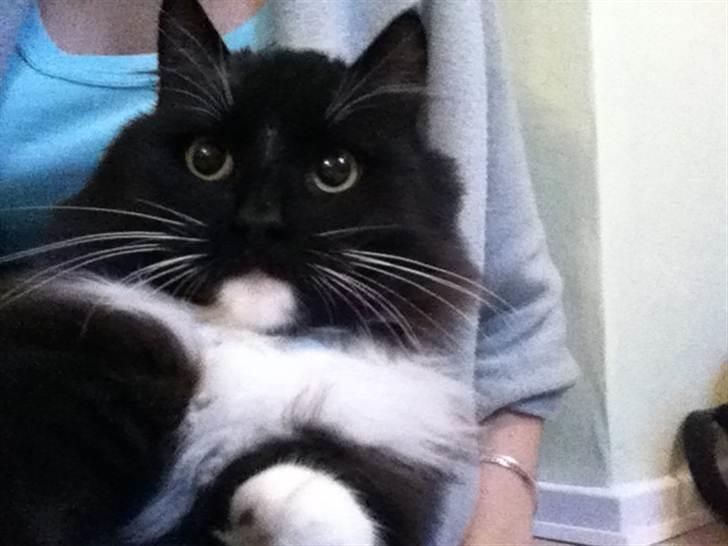 Blanding af racer Mini billede 1