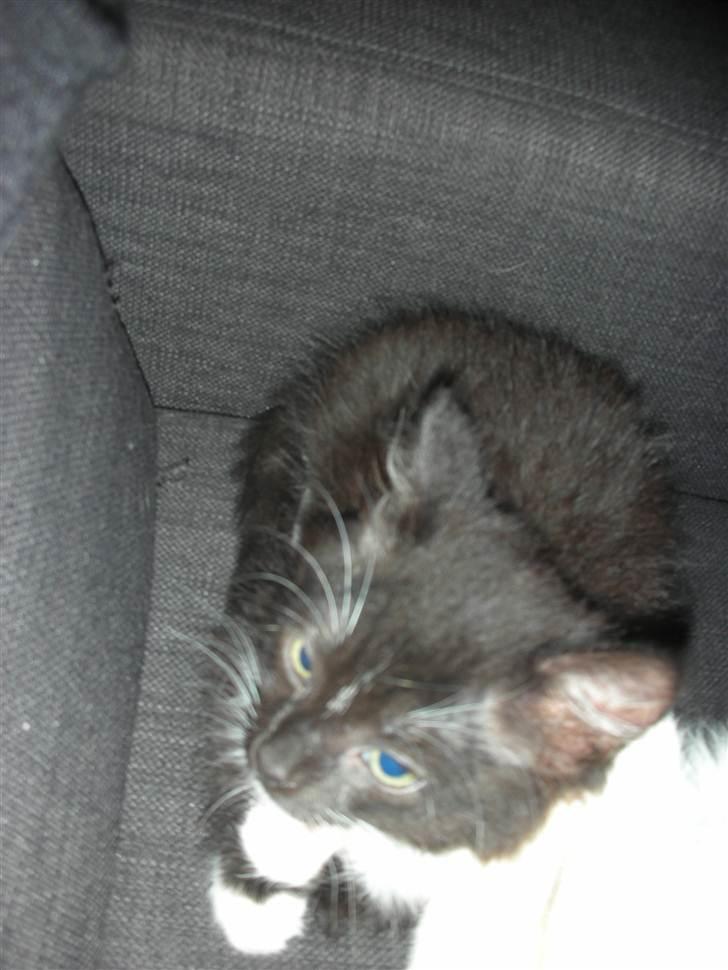 Blanding af racer Mini billede 2