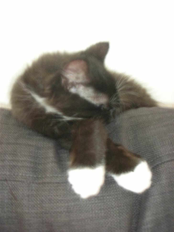 Blanding af racer Mini billede 3