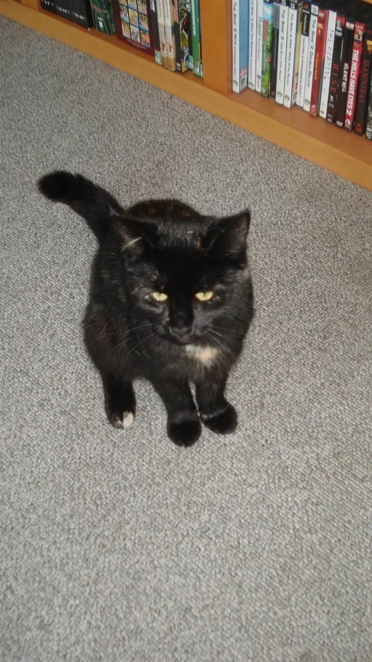 Blanding af racer karla billede 14